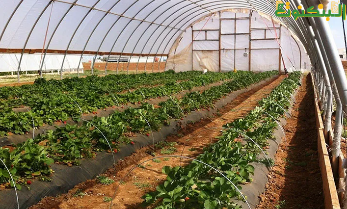 إدارة مشروع مزرعة خضار